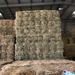 Lucerne Hay for sale in Oakey QLD Lot 74755 - Feed Central