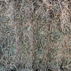 Lucerne Hay for sale in Corowa NSW Lot 79666 - Feed Central